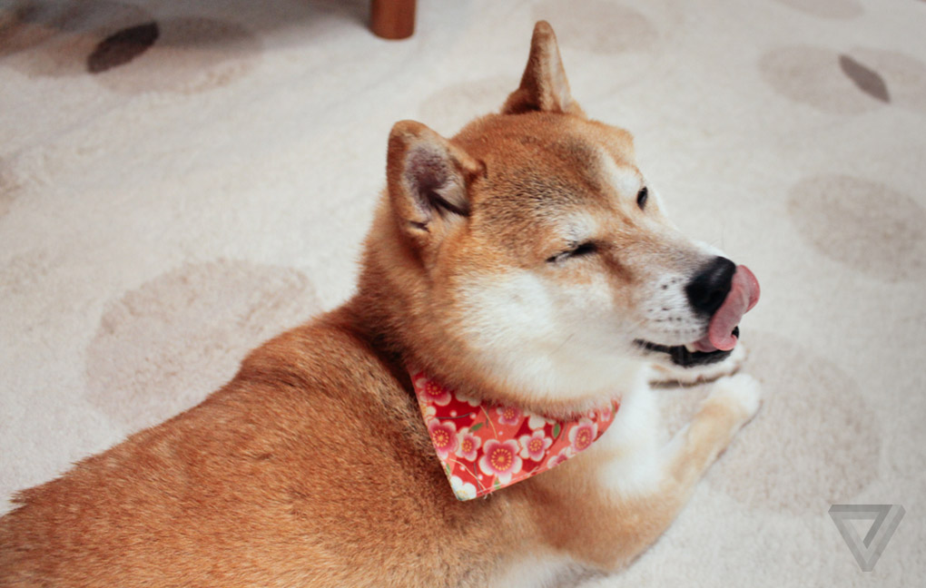 Wow This Is Doge The Verge