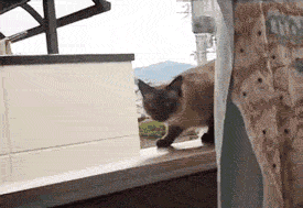 Cat-jumps-off-ledge_medium