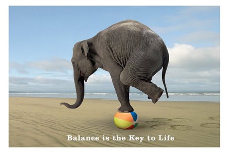Elephant-balance_medium