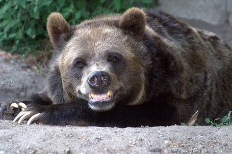 Smiling-bear_medium
