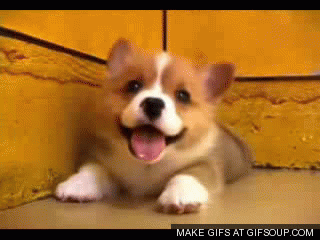 Cute-puppy_medium