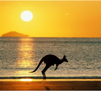 Australia_kangaroo_medium