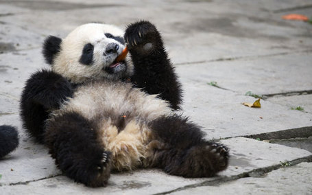 Bifengxia-panda-breeding--011_medium