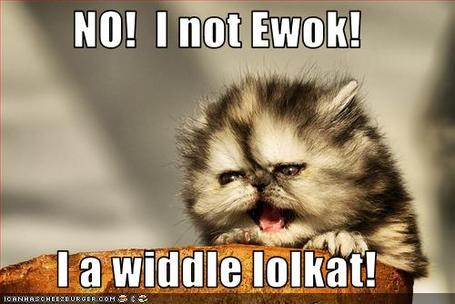 Funny-pictures-kitten-looks-like-ewok_medium