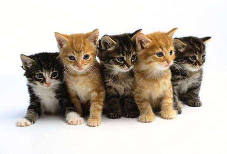 Kittens_medium