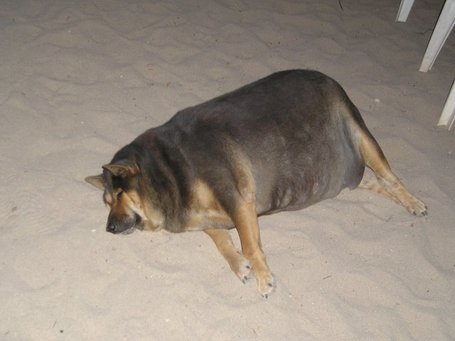 Fat-dog1_medium