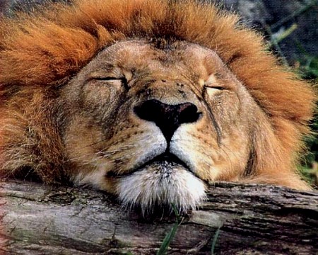 Sleepy_lion_medium