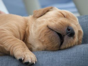 Sleeping-puppy-firstnight1_medium