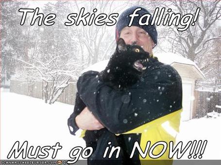 Funny-pictures-cat-thinks-the-sky-is-falling1_medium