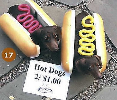 Wiener-dogs_medium