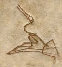 Pterosaurfossil_medium